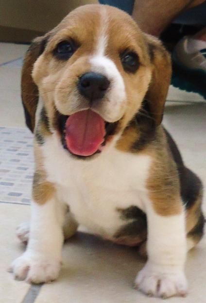 beagle 3