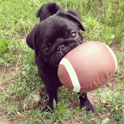 black pug ball photography