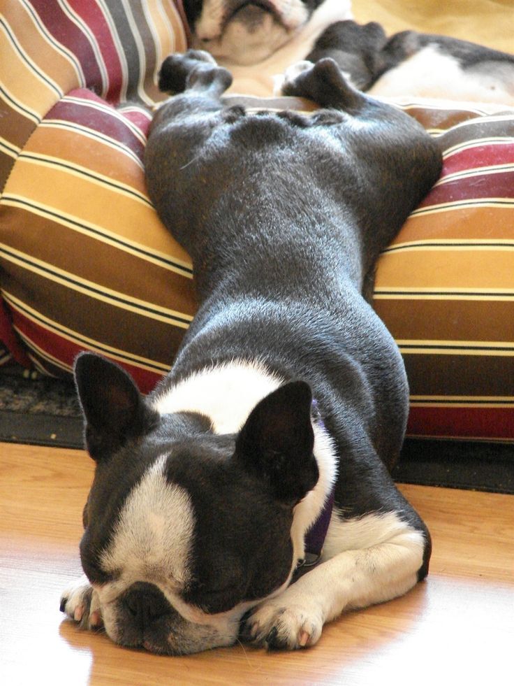 boston terrier 11