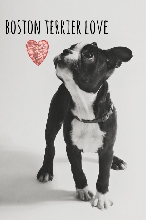 boston terrier 7