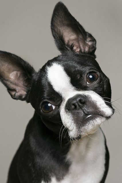 boston terrier 8