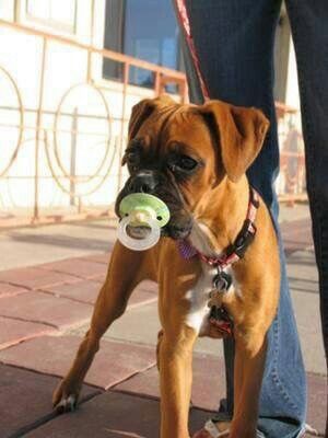 boxer 2