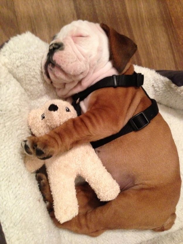 cute little bulldogs