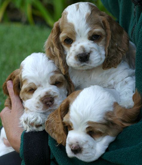 cocker spaniel 1