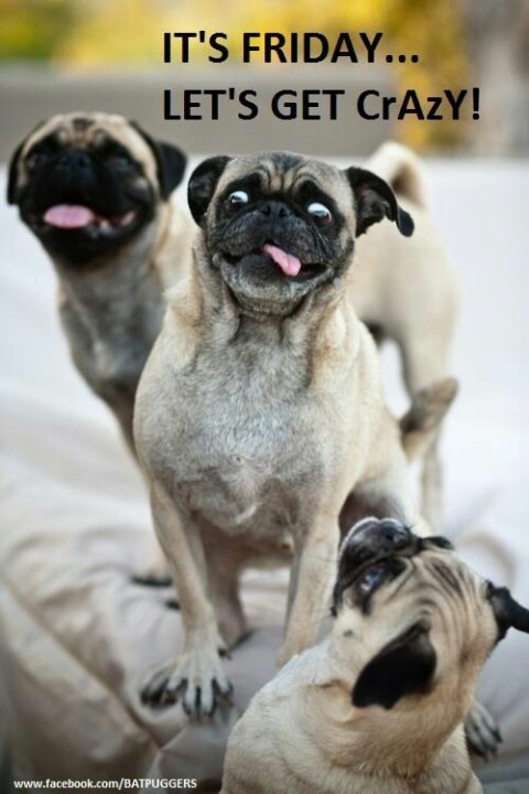 crazy pugs dogs playing