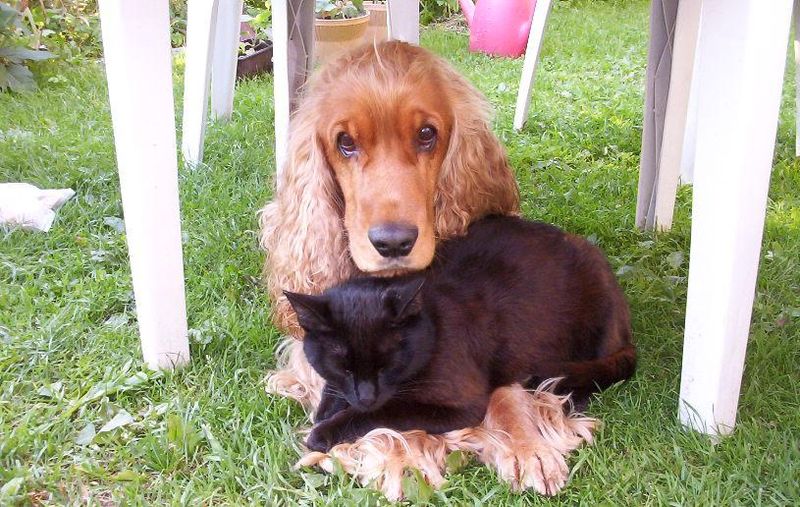 cute coker spaniel black cat