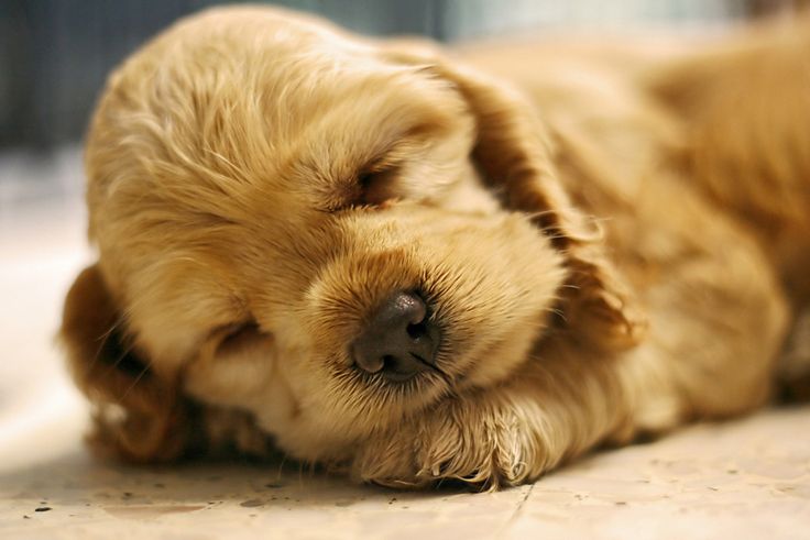 cute dog cocker spaniel