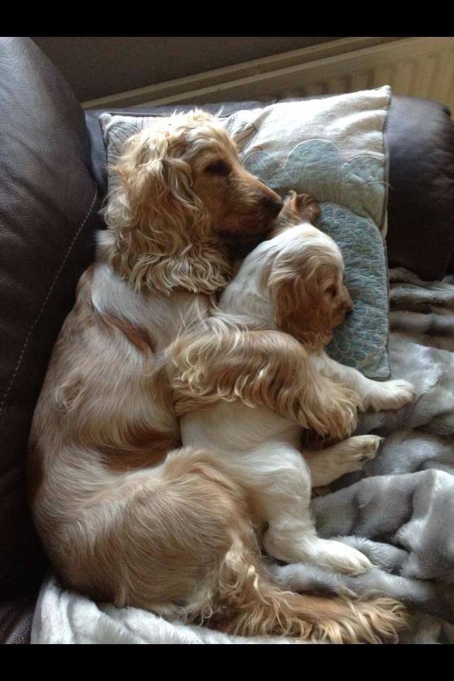 cute dogs cocker spaniels