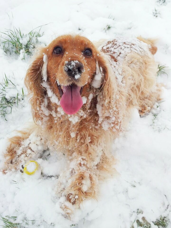 cute playful dog winter ball