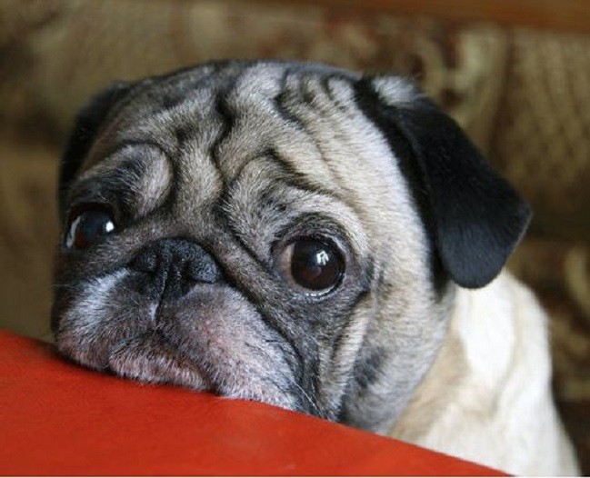 cute-pug-face-pics-eyes-closeup.jpg