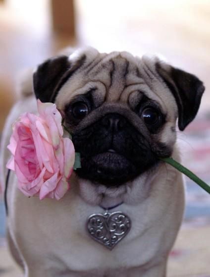 cute pug flower rose
