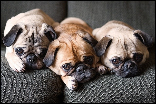 cute pugs image amazing sofa