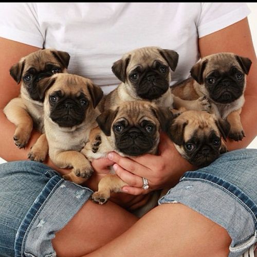 cute pugs photo family