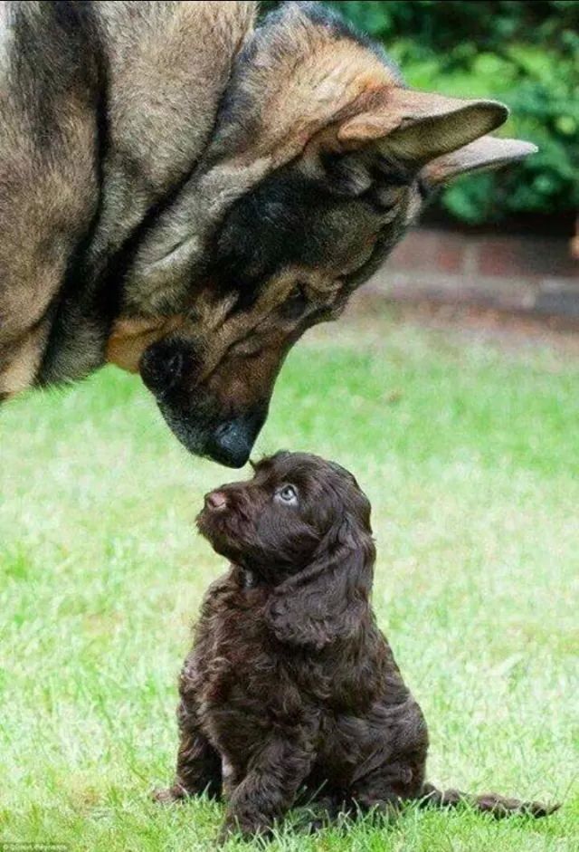 cute puppy german shepherd cocker spaniel