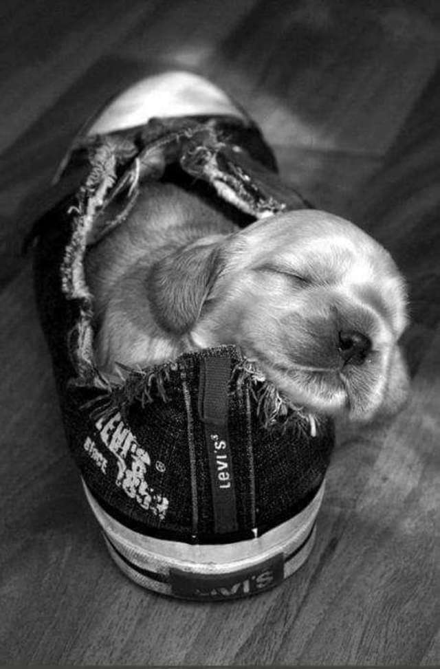 cute puppy sleep cocker spaniel