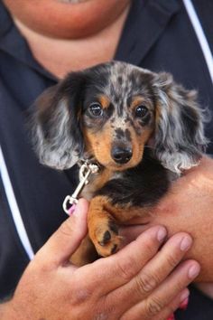 dachshund 1