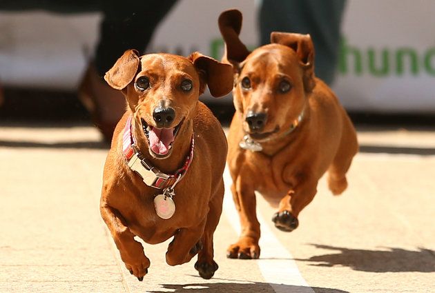 dachshund 5