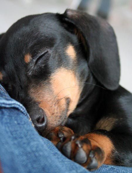 dachshund 6