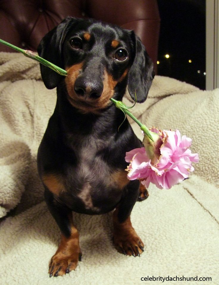 dachshund 7