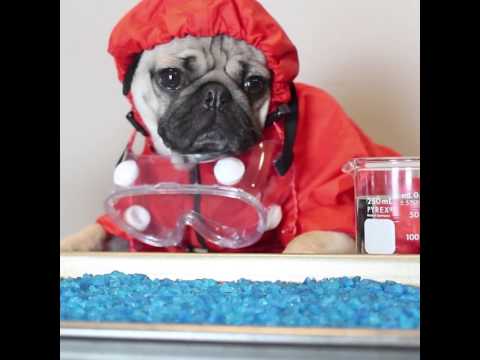 Doug The Pug Is HeisenPug In Breaking Bad (Pug Edition). Can’t Stop Laughing!