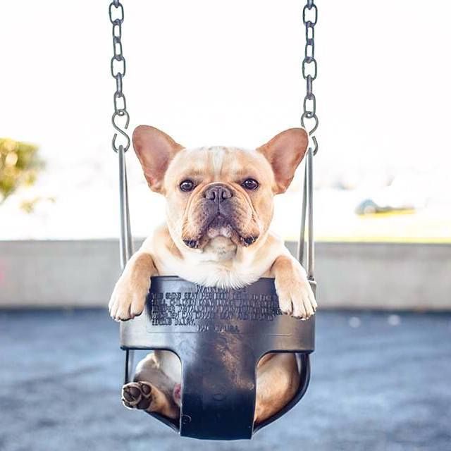 french bulldog and children