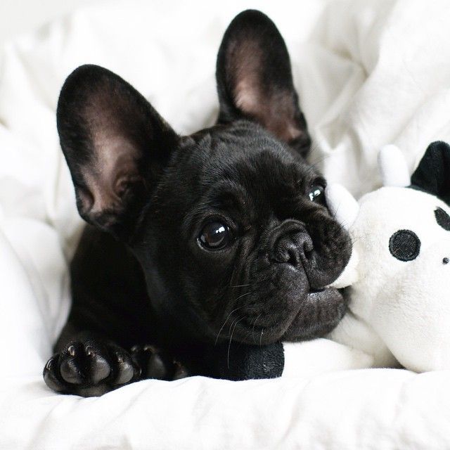 french bulldog 8