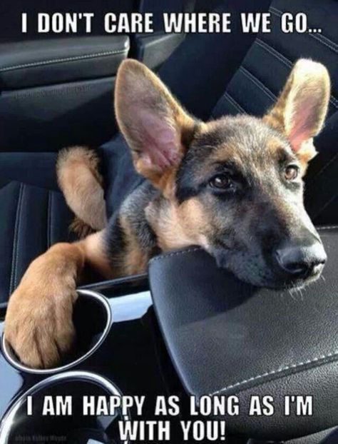 german shepherd 12