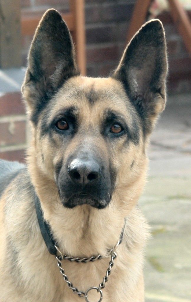 german shepherd 4