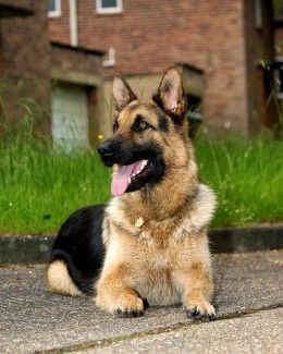 german shepherd 9