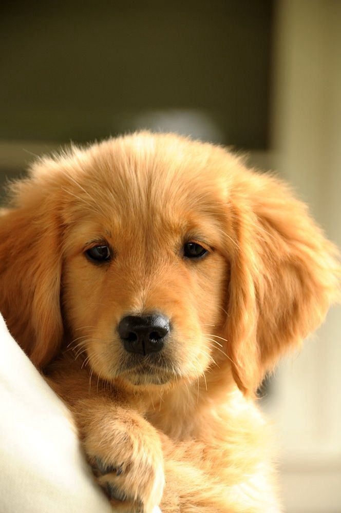 golden retriever 15