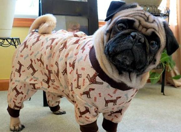 jammies pug outfit