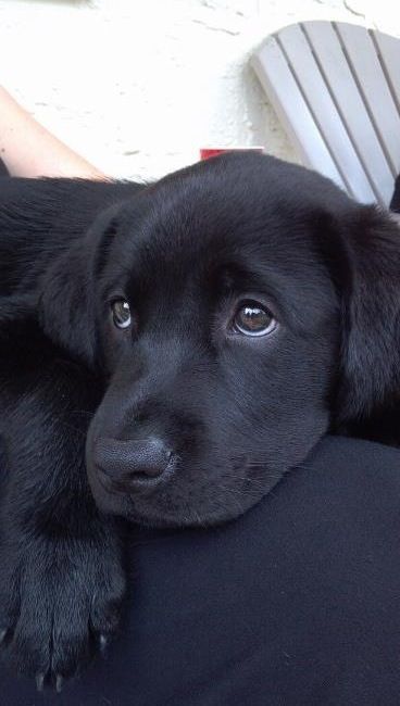 labrador retriever 10