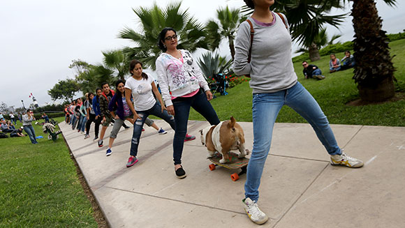 longest-human-tunnel-travelled-through-by-a-skateboarding-dog-3