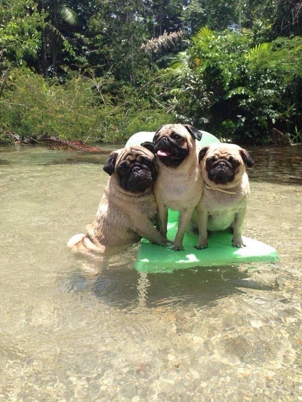 pugs water board