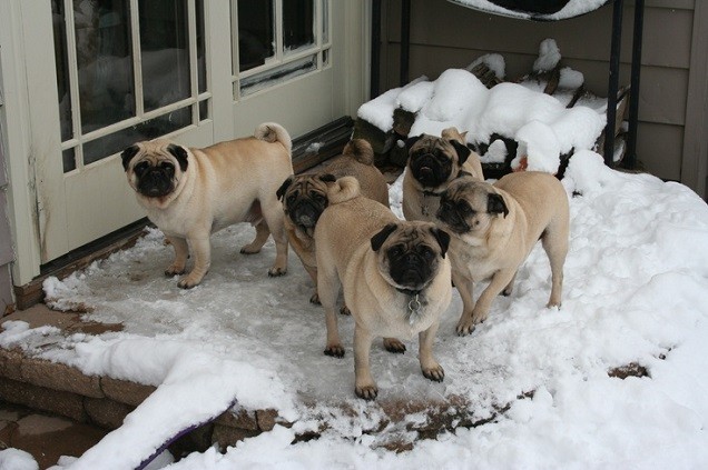 pugs winter snow cold