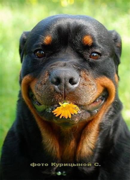 rottweiler 7