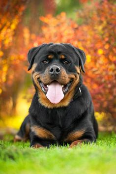 rottweiler 8