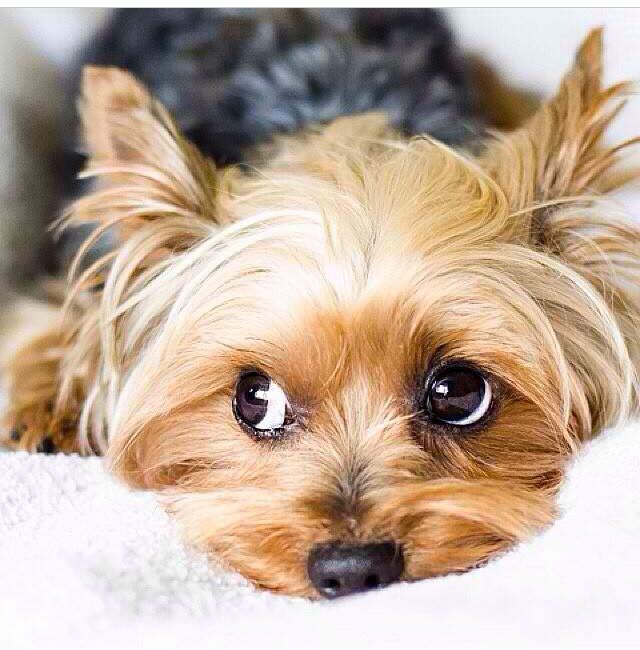 yorkie 10