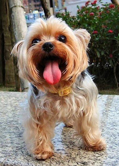 yorkie 3