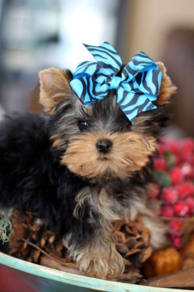 yorkie 4