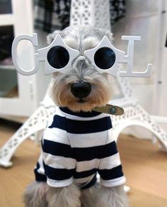 schnauzer