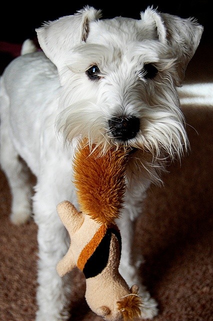 Schnauzer and toy