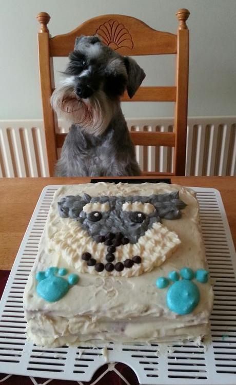 Schnauzer birthday