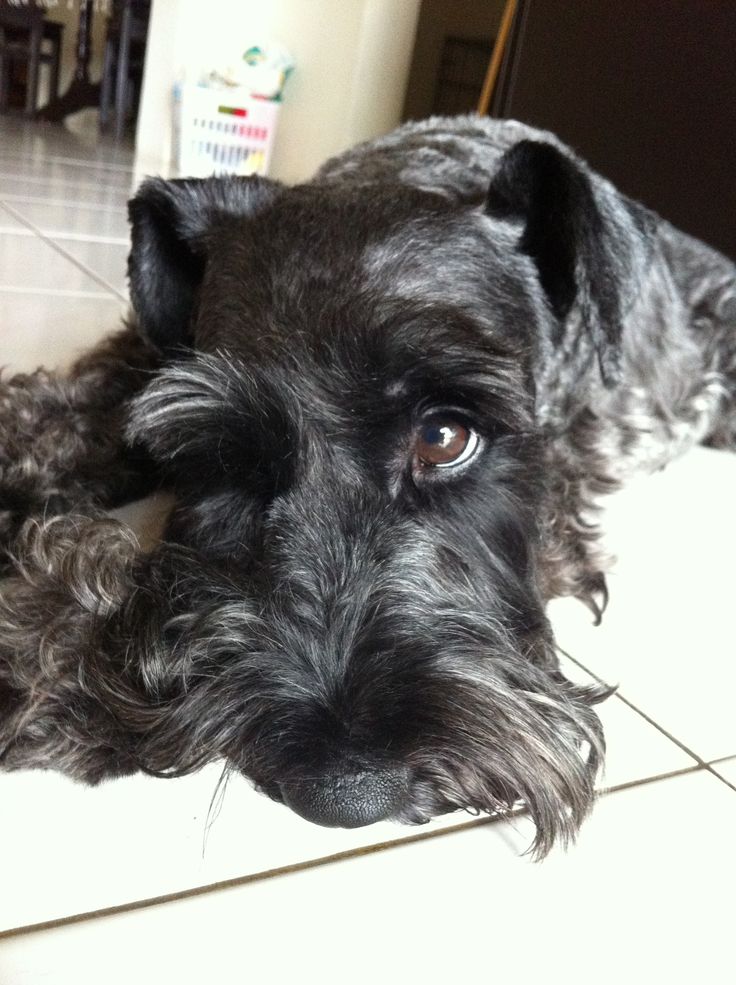 Schnauzer eyes