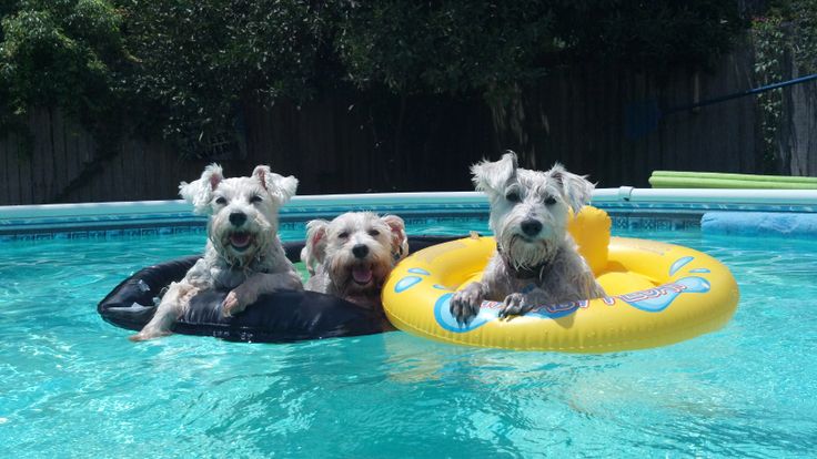 Schnauzer swimming pool