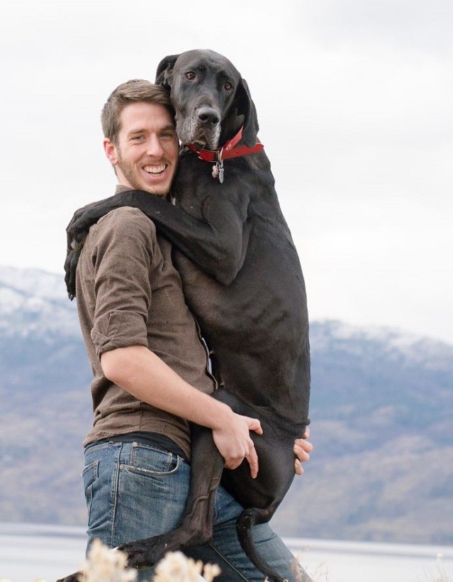 black great dane hug man