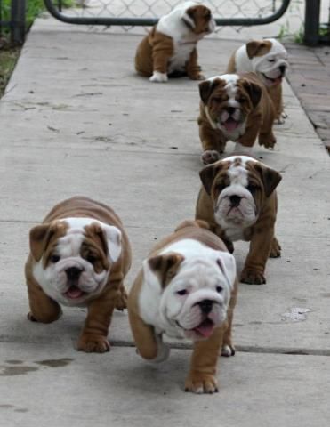 cute english bulldogs