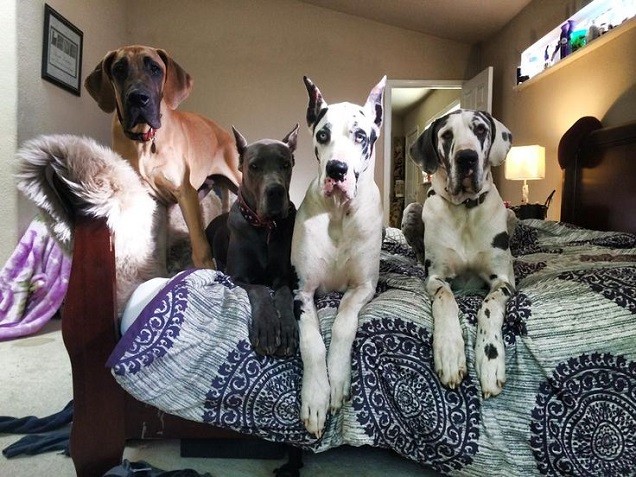 cute great danes bed