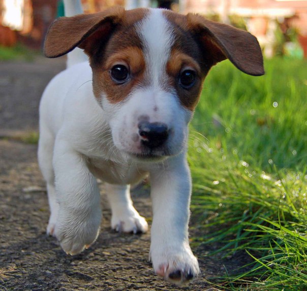 cute pup jack terrier