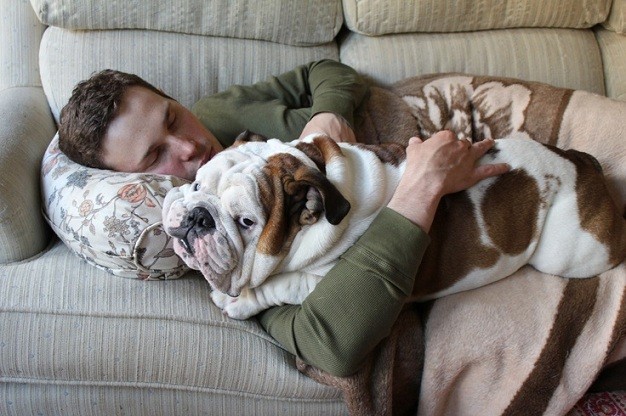 english bulldog cuddle